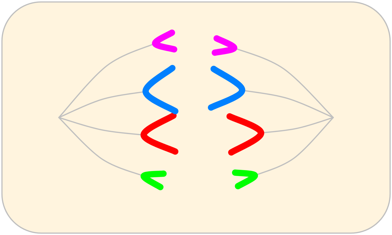 Cell Division Model