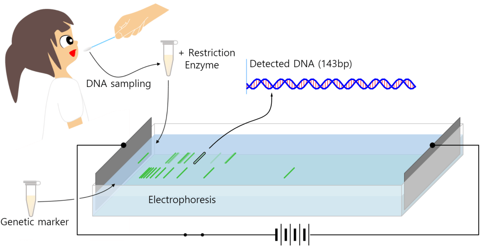 DNA electrophoresis
